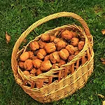Pod Orechom 3* Turcianske Teplice