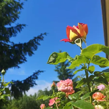 Pod Orechom ゲストハウス Turčianske Teplice